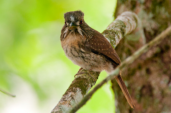 White-whiskered Puffbird (Malacoptila panamensis)