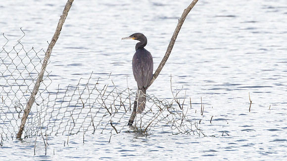 Neotropic Cormorant (Phalacrocorax brasilianus)