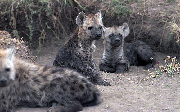 1986 Africa Hyenas img339-auto