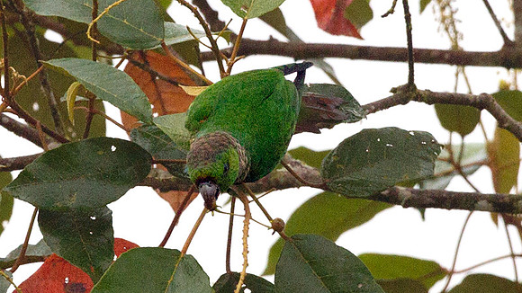 Maroon-tailed Parakeet (Pyrrhura melanura)
