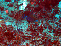 IMG_0953d2