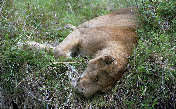 1988 Africa Lion img262