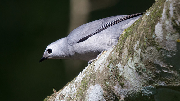 Grey Cuckooshrike (Coracina caesia) ?