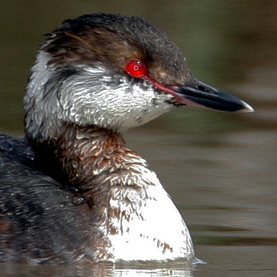 Horned Grebe (Podiceps auritus)