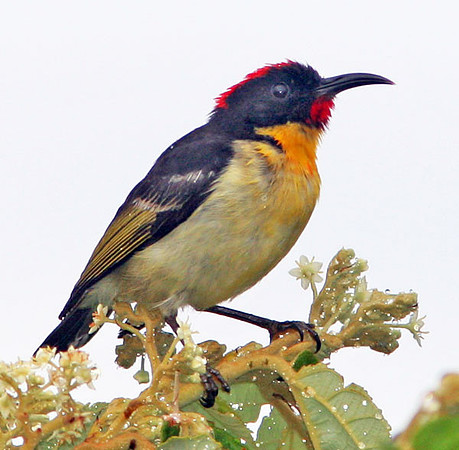 Sulphur-breasted Myzomela (Myzomela jugularis) also known as Orange-breasted Myzomela, Orange-breasted Honeyeater