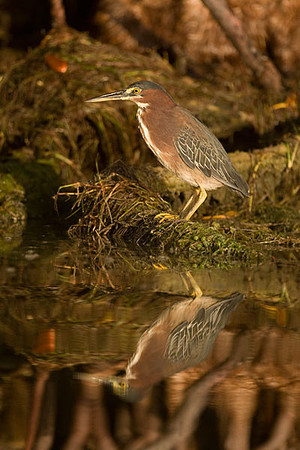 Green Heron (Butorides virescens)