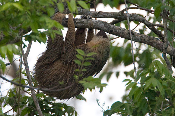 Two-toed Sloth
