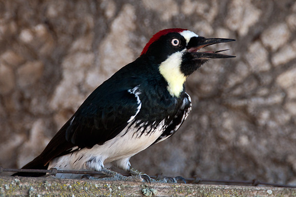 Acorn woodpecker (Melanerpes formicivorus)