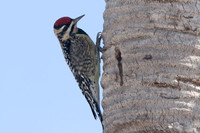 Yellow-bellied Sapsucker (Sphyrapicus varius) female