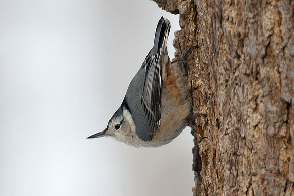 White-breasted Nuthatch (Sitta carolinensis)