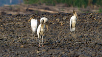 Wood Stork (Mycteria americana)