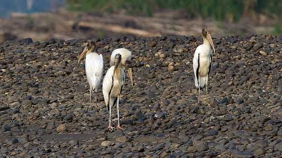 Wood Stork (Mycteria americana)