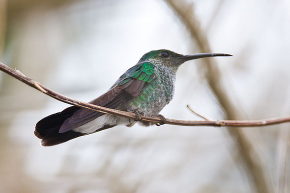 White-vented Plumeleteer (Chalybura buffonii)