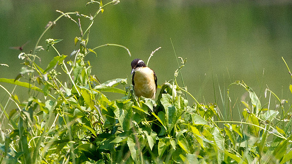 Black-capped Donacobius (Donacobius atricapilla)