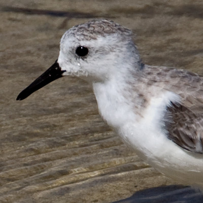 Sanderling (Calidris alba)