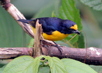 Yellow-throated Euphonia (Euphonia hirundinacea) male