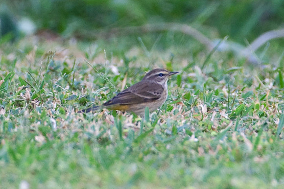 Palm Warbler (Dendroica palmarum)