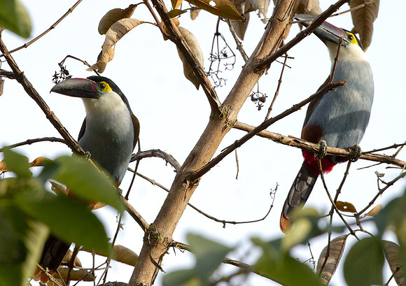 Black-billed Mountain Toucan (Andigena nigrirostris)