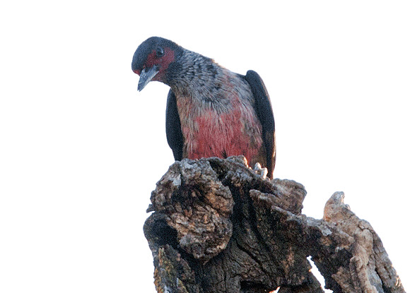 Lewis's Woodpecker (Melanerpes lewis)