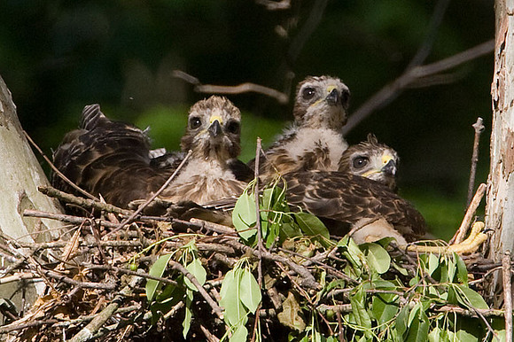 Red-shouldered Hawk (Buteo lineatus) juvenile
