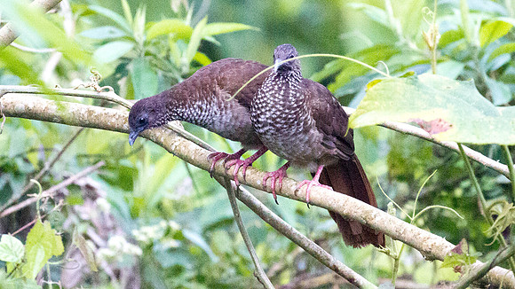 Speckled Chachalaca (Ortalis guttata)