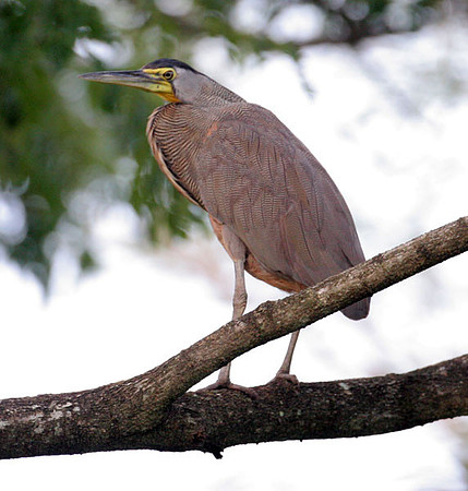 Bare-throated Tiger Heron (Tigrisoma mexicanum)