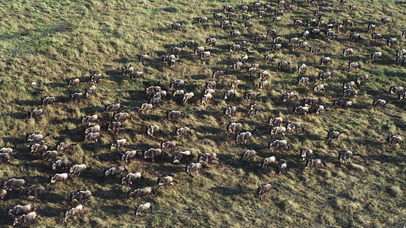 1988 Africa wildebeest img267