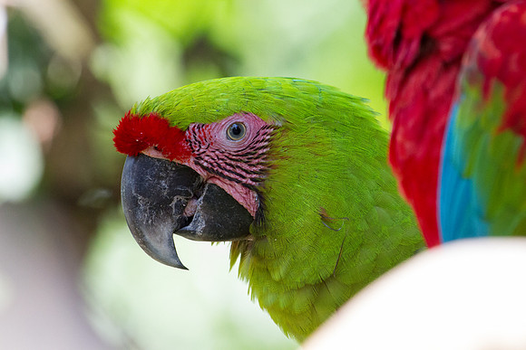 Great green macaw (Ara ambiguus) Male