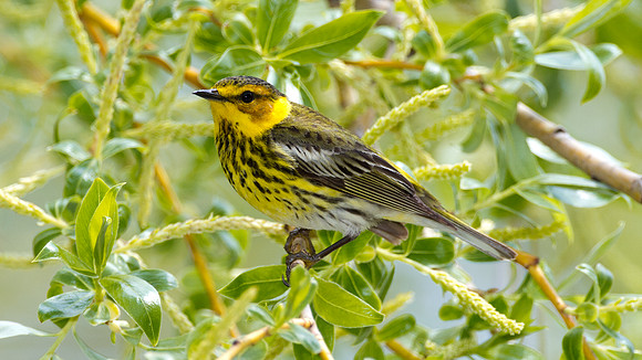 Cape May Warbler (Dendroica tigrina)