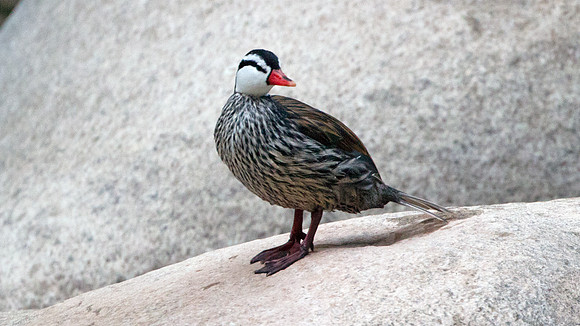 Torrent Duck (Merganetta armata) - male