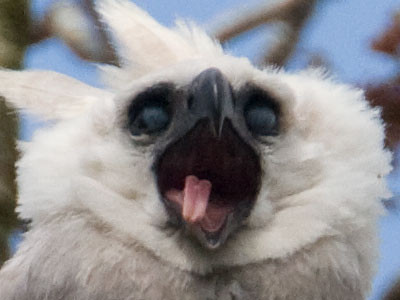 Harpy Eagle (Harpia harpyja) juvenile