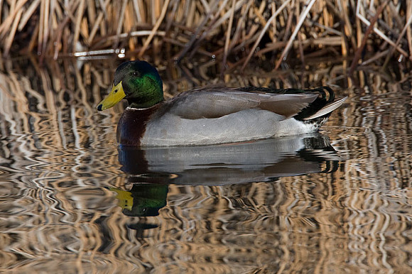 Mallard (Anas platyrhynchos) male