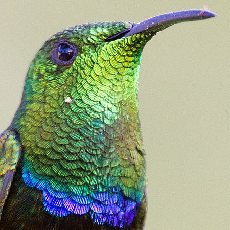 Green-throated Carib (Eulampis holosericeus)