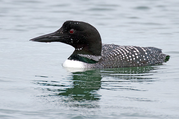 Great Northern Loon (Gavia immer) also known as Common Loon or Great Northern Diver