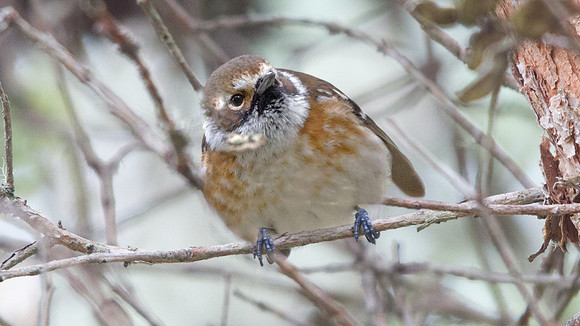 Hawaiʻi ‘Elepaio (Chasiempis sandwichensis)