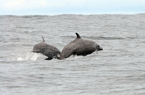 Common Bottlenose Dolphin (Tursiops truncatus)