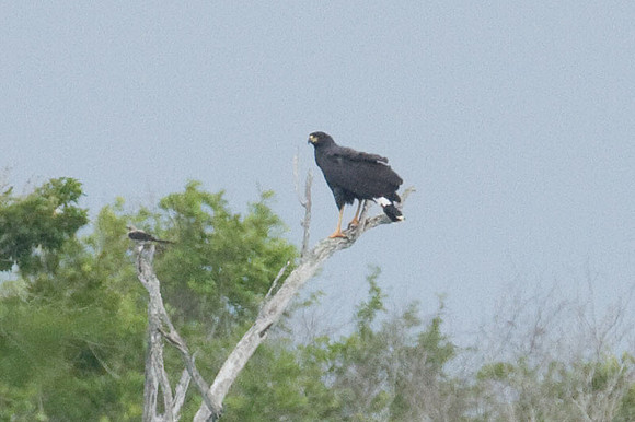 Zone-tailed Hawk (Buteo albonotatus)