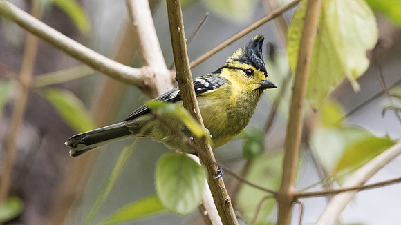 Yellow-cheeked tit (Parus spilonotus) Female