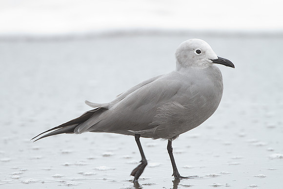 Grey Gull (Leucophaeus modestus)