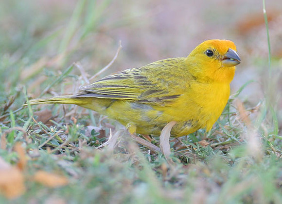 Saffron Finch (Sicalis flaveola) female