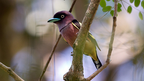 Banded broadbill (Eurylaimus javanicus) Male