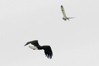 Bald Eagle (Haliaeetus leucocephalus)