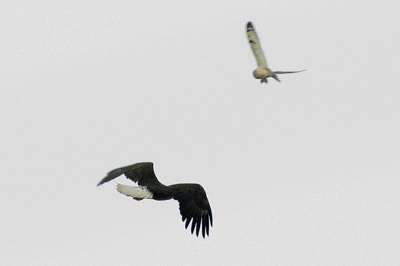 Bald Eagle (Haliaeetus leucocephalus)