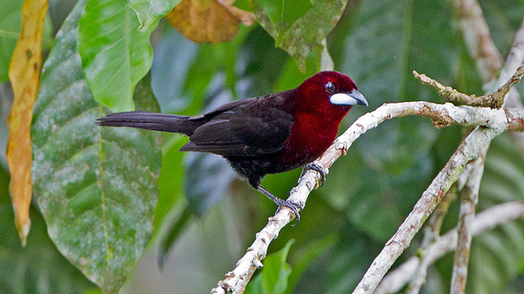 Silver-beaked Tanager (Ramphocelus carbo)