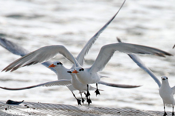 Royal Tern (Thalasseus maximus)