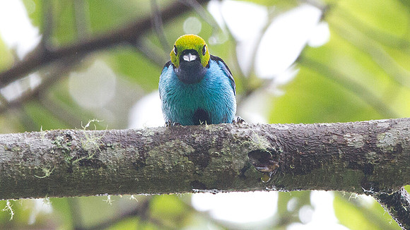 Paradise Tanager (Tangara chilensis)