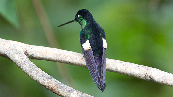 Buff-Winged Starfrontlet (Coeligena lutetiae)