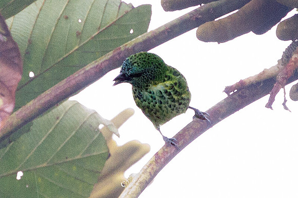 Spotted Tanager (Tangara punctata)