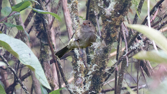 Flycatcher sp. unknown