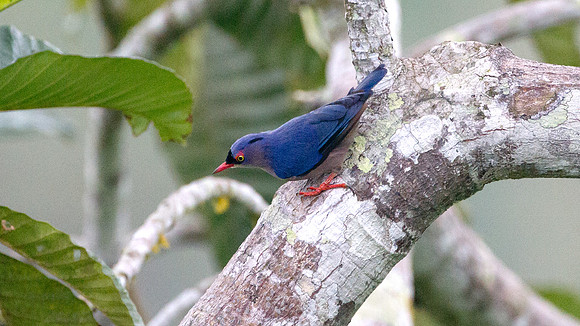 Velvet-fronted Nuthatch (Sitta frontalis) male